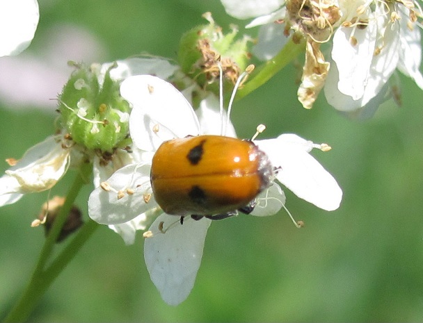 Chrysomelidae da id: Clytra sp.